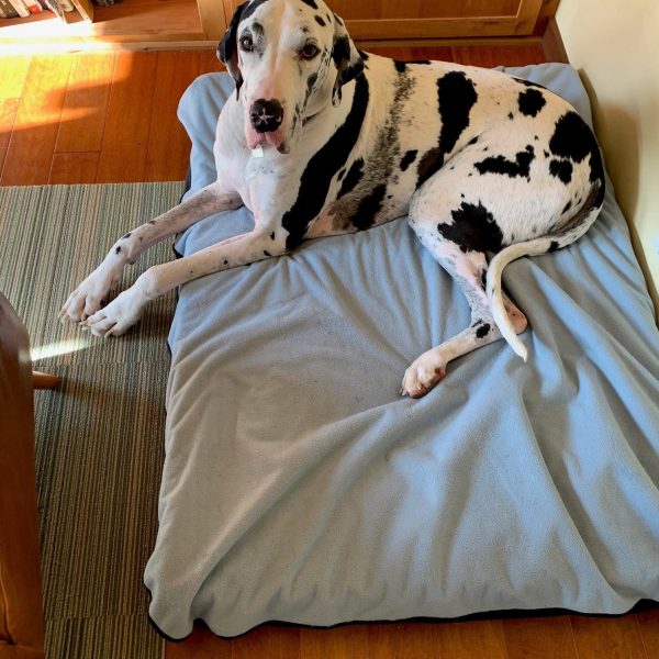 Pet Bed Cover on Sale - Image 3