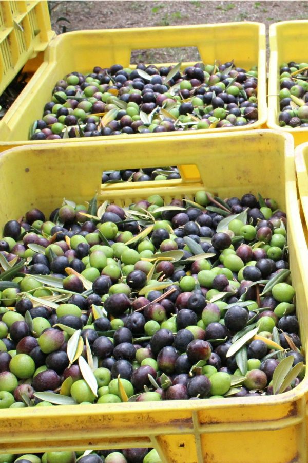 Cincinnati - Extra Virgin Olive Oil from Puglia in Ceramic Jug by Frantoio Galantino Online Hot Sale - Image 3