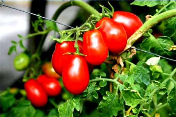 Corbarini Tomatoes Supply - Image 3