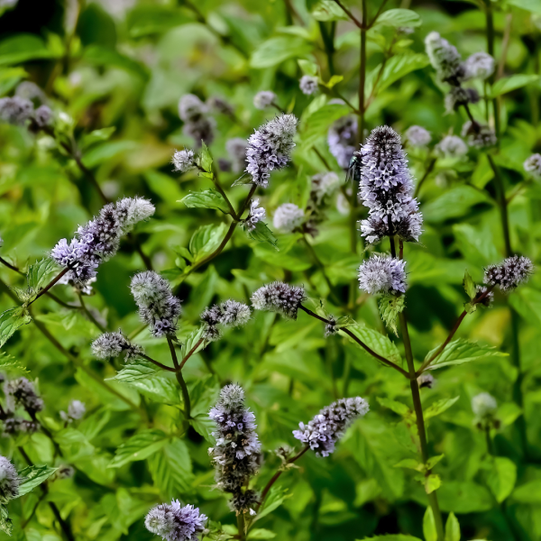 Peppermint | Strictly Medicinal Seeds For Discount - Image 4